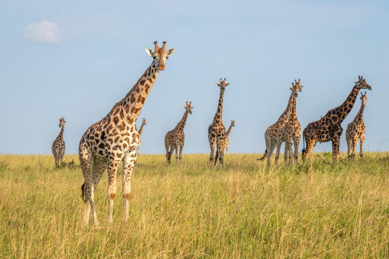 Zebula Boutique Hotel Mabula Game Reserve Εξωτερικό φωτογραφία